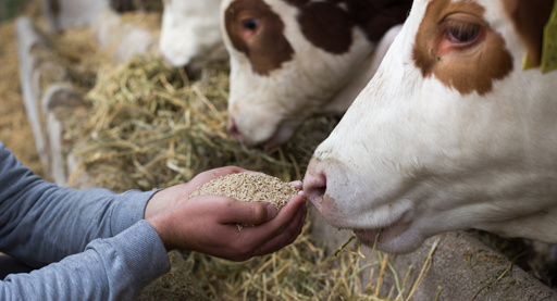 ForFarmers: ondanks moeilijk jaar sterke kasstroom en ruimte voor inkoop en dividend