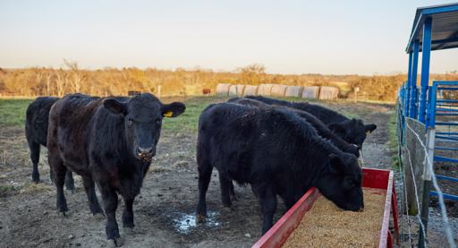 Duurdere grondstoffen bezorgen ForFarmers laagste winstgevendheid sinds de beursgang